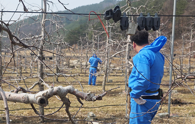 정선군, 과수화상병 집중관리 돌입 ‘명품 사과 재배 안정 총력’